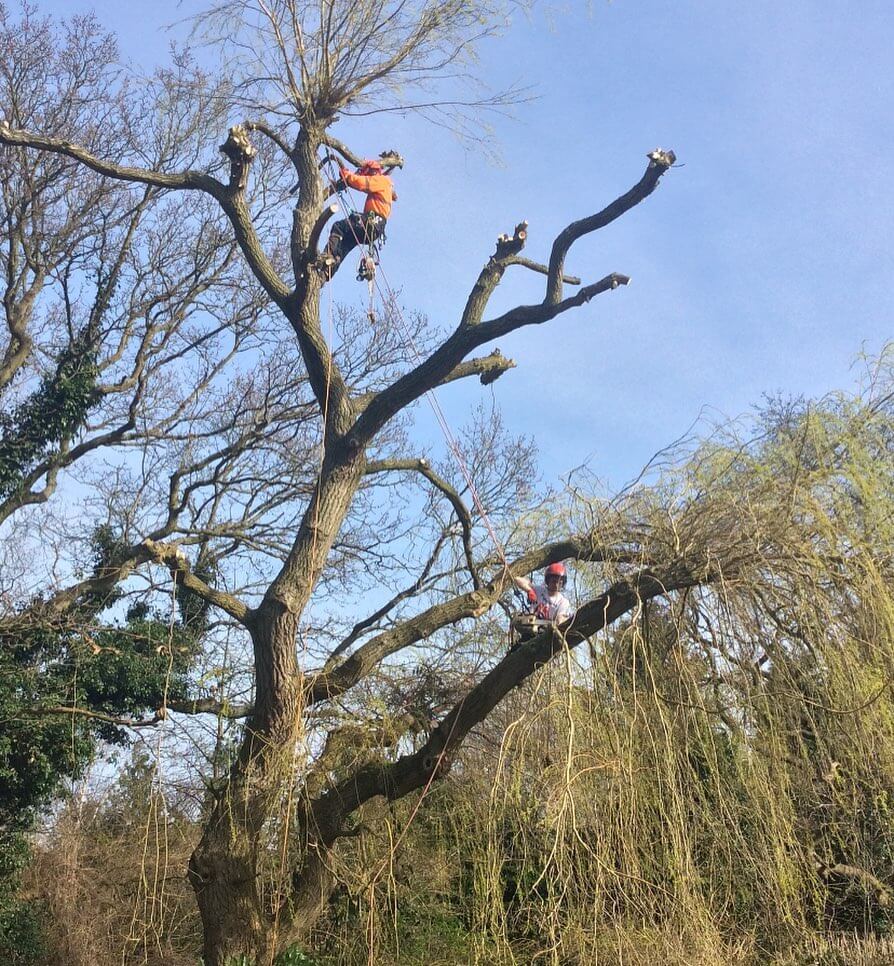 Herts Tree Specialists - tree work in progress