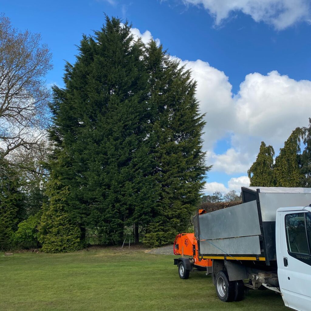 Herts Tree Specialists - site clearance work