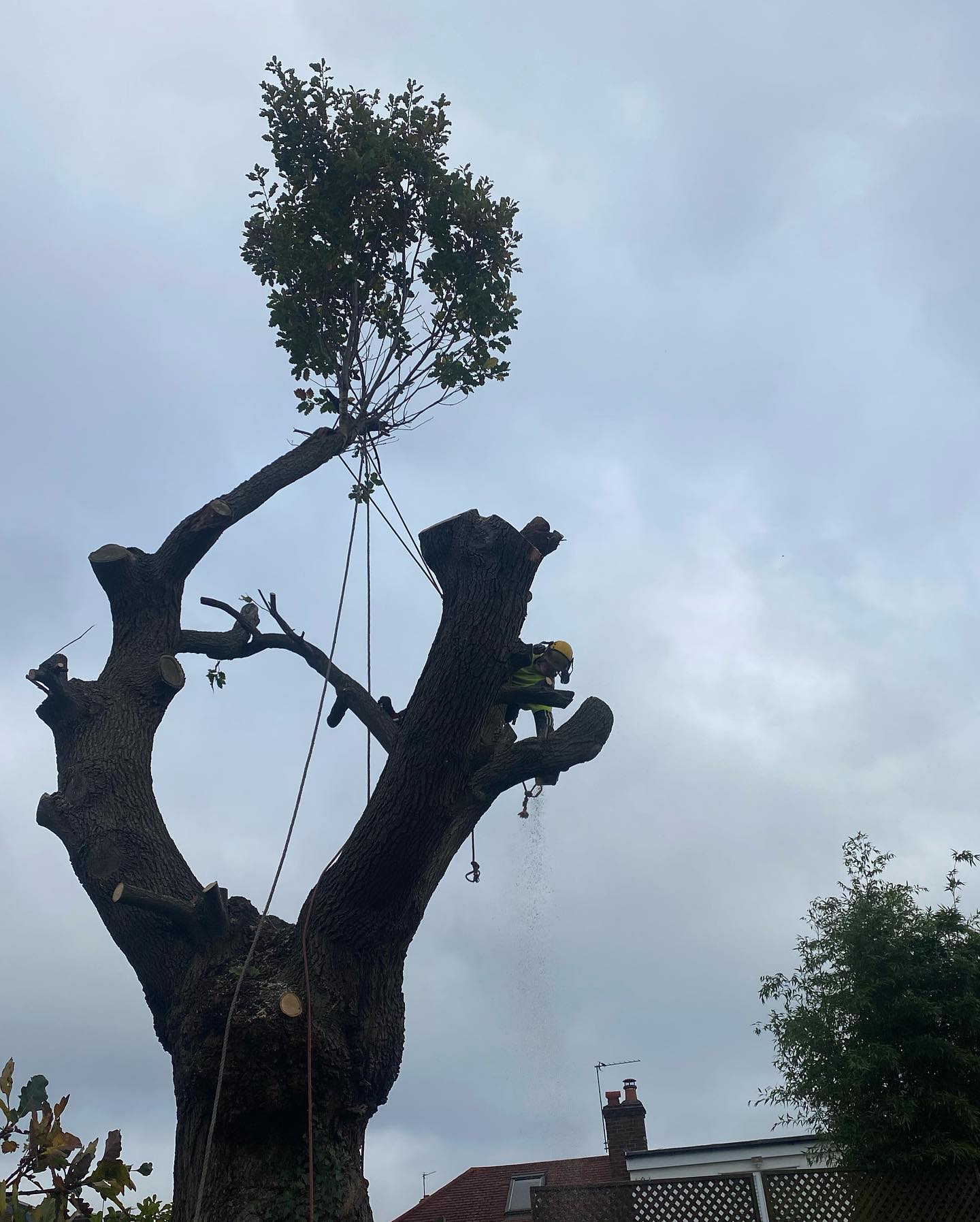 Herts Tree Specialists - Tree surgery